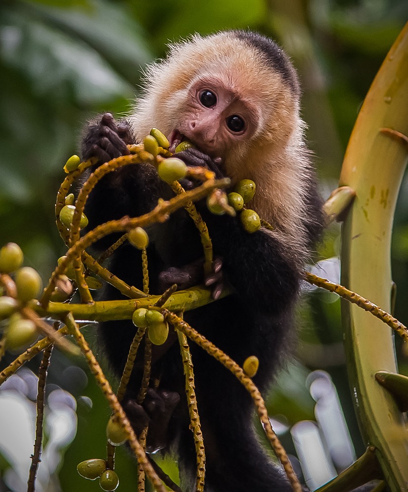 Costa Rica White Faced Capuchin Feeding